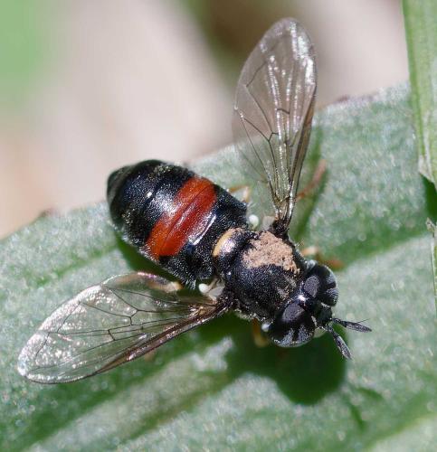 Réf. 353 547 : Paragus sp.