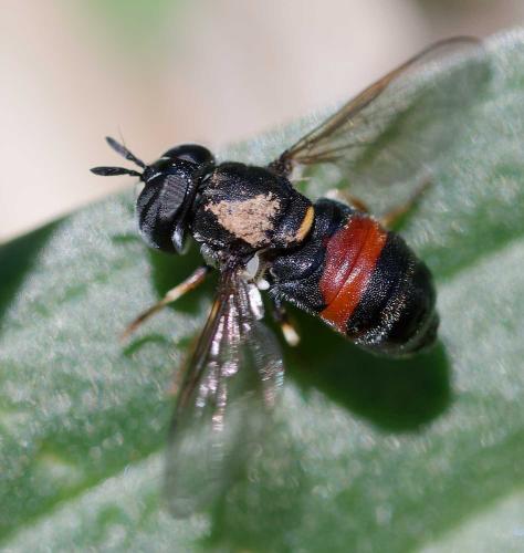 Réf. 353 548 : Paragus sp.