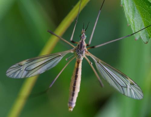 Réf. 353 009 : Tipula vernalis