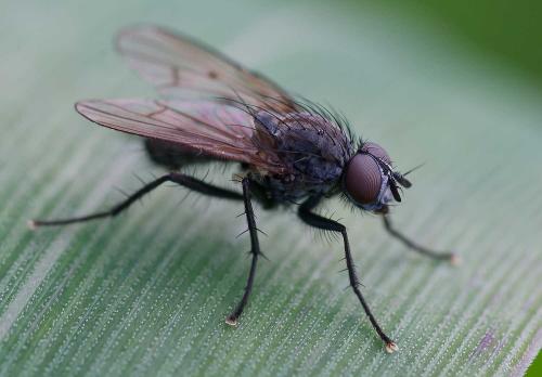 Anthomyia liturata