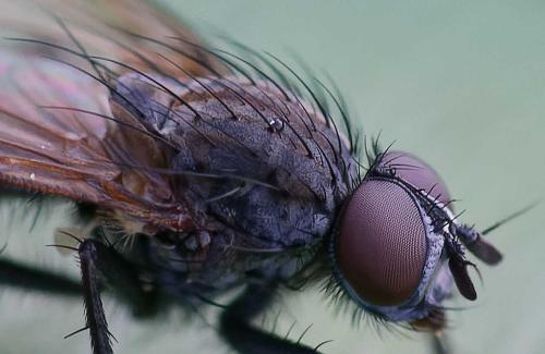 Anthomyia liturata