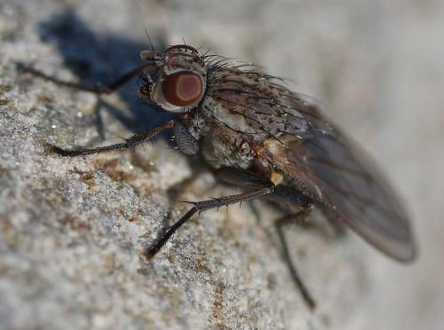 Fucellia maritima