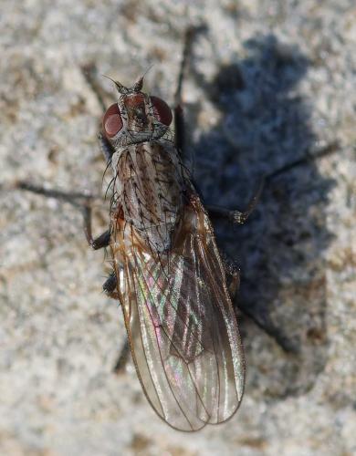 Réf. 353 502 : Fucellia maritima