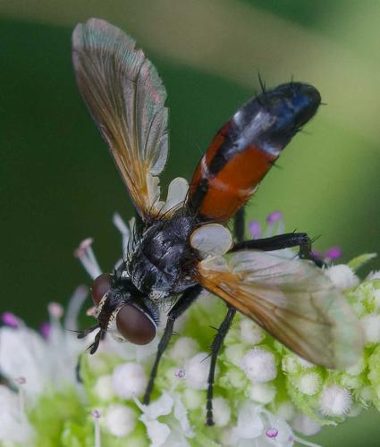 Réf. 353 596 : Cylindromyia intermedia