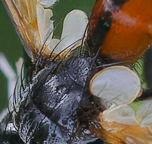 Cylindromyia intermedia