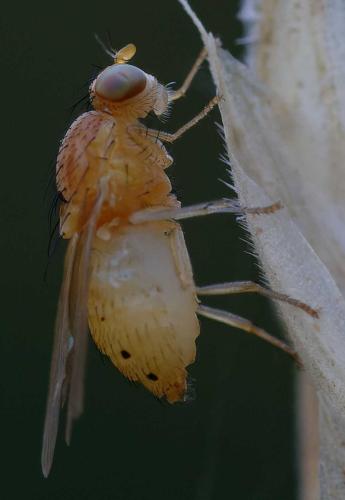 Lauxaniinae