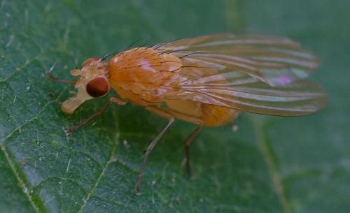 Lyciella rorida