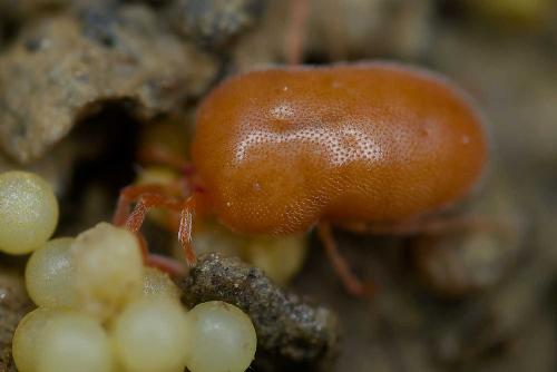 Podothrombium sp.