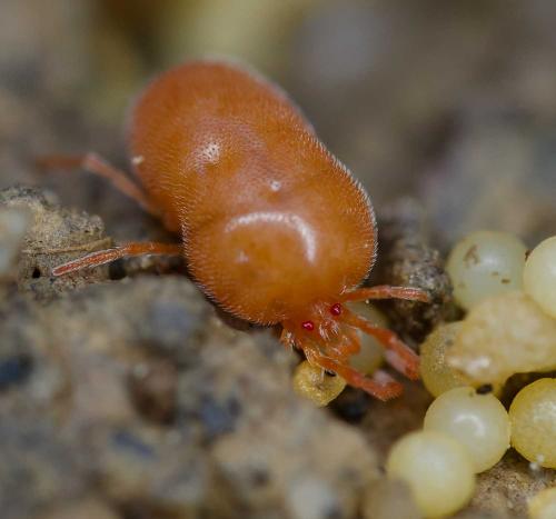 Podothrombium sp.