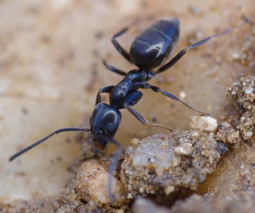 Tapinoma sp.
