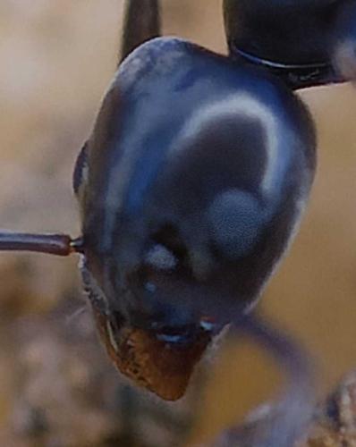 Tapinoma sp.
