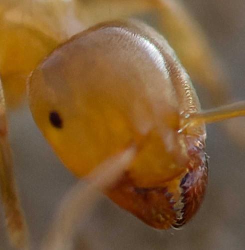 Lasius myops