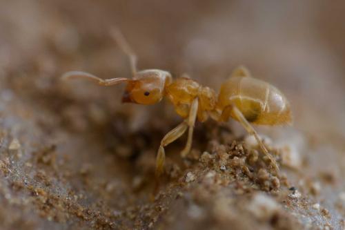 Lasius myops
