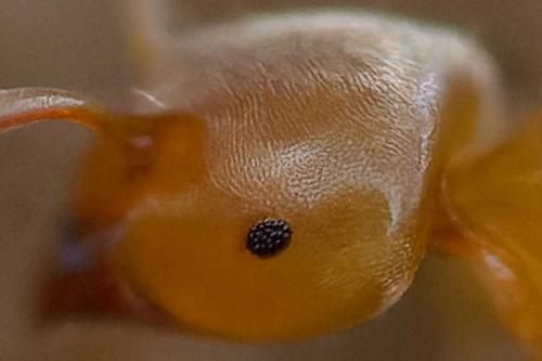 Lasius myops