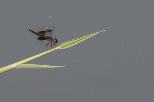 Brachythemis impartita