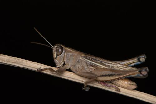 Eyprepocnemis sp.
