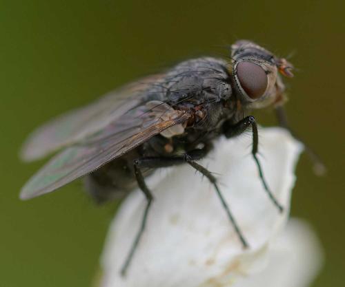 Onesia sp.