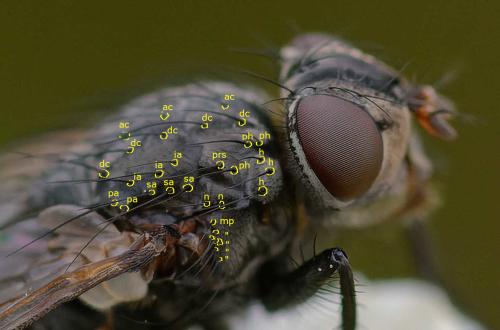 Onesia sp.