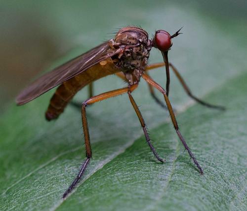Empis livida