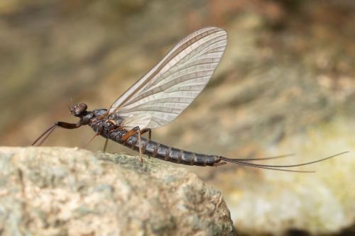 Habroleptoides confusa