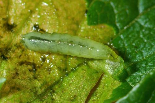 Réf. 353 309 : Euleia heraclei