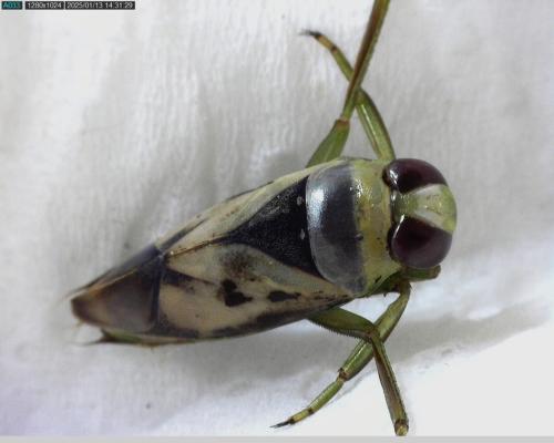 Réf. 353 661 : Notonecta viridis