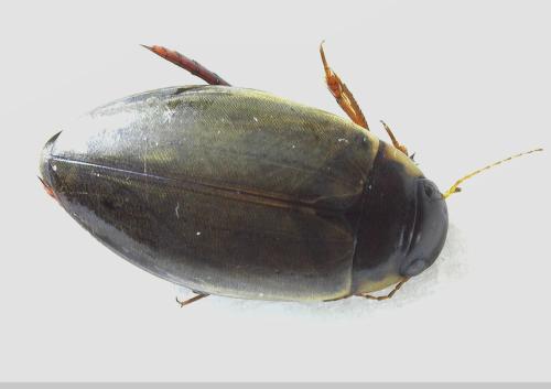 Colymbetes fuscus