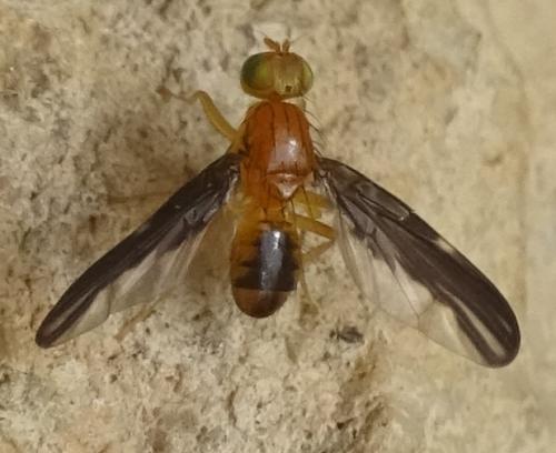 Hemilea dimidiata