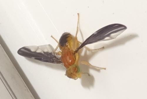Hemilea dimidiata