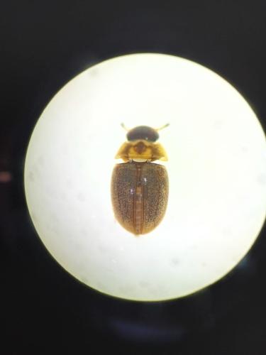 Anacaena sp.