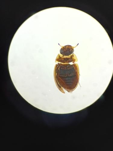 Anacaena sp.