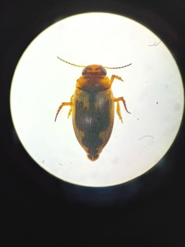 Hydroporus palustris