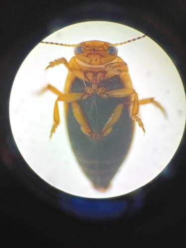 Hydroporus palustris