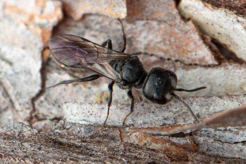 Réf. 353 872 : Pemphredon sp.