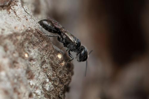 Réf. 353 873 : Pemphredon sp.
