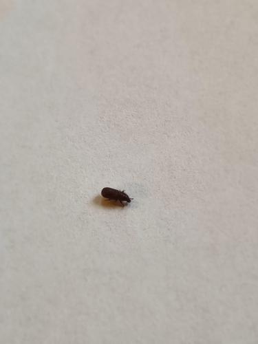 Cossoninae