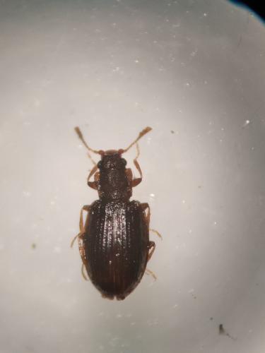 Réf. 353 096 : Latridius minutus