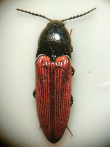 Réf. 353 807 : Ampedus quercicola