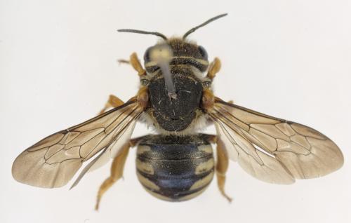 Réf. 353 354 : Rhodanthidium caturigense