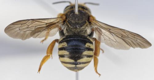Réf. 353 355 : Rhodanthidium caturigense