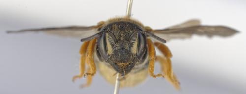 Réf. 353 356 : Rhodanthidium caturigense