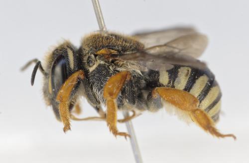 Réf. 353 353 : Rhodanthidium caturigense