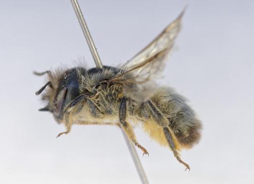 Osmia cerinthidis