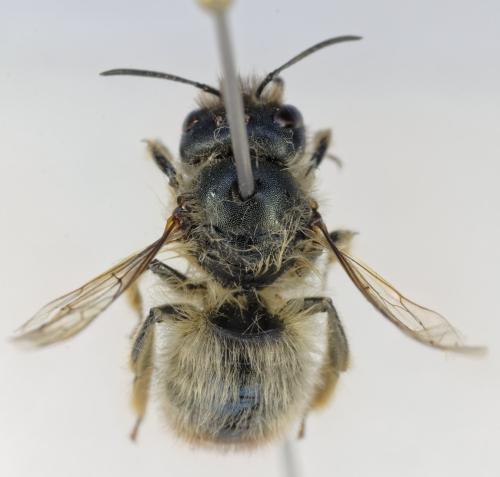 Osmia cerinthidis