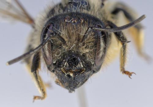 Réf. 353 376 : Osmia cerinthidis