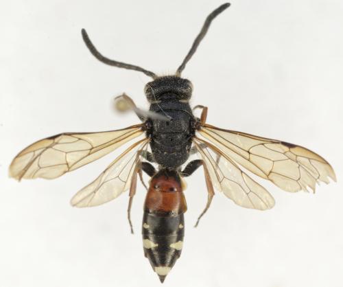 Réf. 353 402 : Sapyga similis