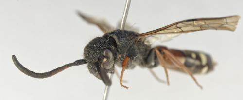 Réf. 353 404 : Sapyga similis