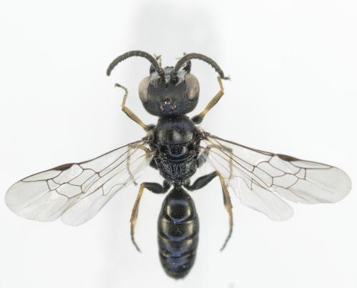 Réf. 353 443 : Diodontus wahisi