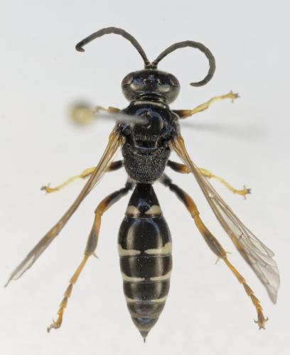Réf. 353 849 : Gorytes albidulus