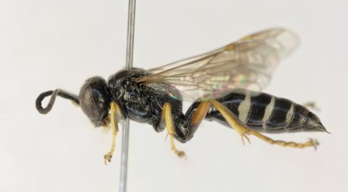 Réf. 353 848 : Gorytes albidulus